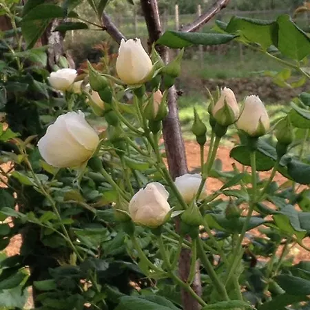 Oca Nera Frühstückspension Lerici